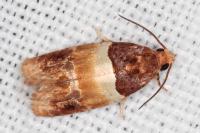 Epinotia festivana