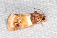 Epinotia festivana