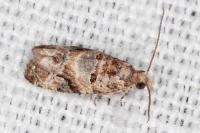 Lobesia botrana