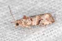 Lobesia botrana