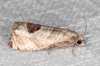 Notocelia uddmanniana
