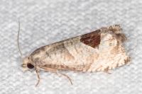 Notocelia uddmanniana