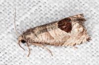 Notocelia uddmanniana