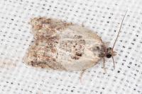 Acleris variegana