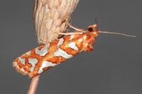 Aneuxanthis locupletana