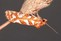Aneuxanthis locupletana