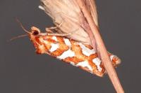 Aneuxanthis locupletana