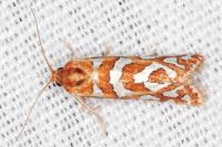 Aneuxanthis locupletana