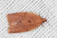 Clepsis consimilana