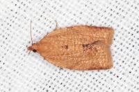 Clepsis consimilana