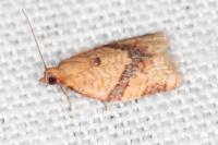 Clepsis consimilana