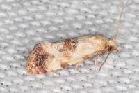 Neocochylis millierana