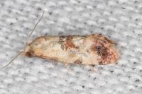 Neocochylis millierana
