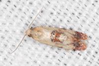 Neocochylis millierana