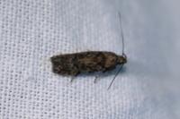 Carpatolechia decorella