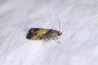 Endothenia nigricostana