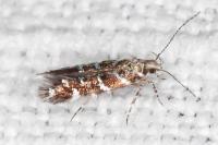 Vulcaniella grabowiella