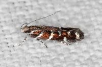 Vulcaniella grabowiella