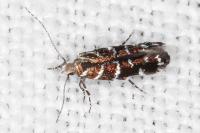 Vulcaniella grabowiella