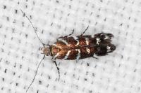 Vulcaniella grabowiella