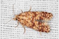 Aethes margarotana