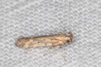 Metzneria hilarella