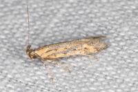Metzneria hilarella
