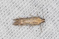 Metzneria hilarella