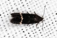 Aproaerema suecicella