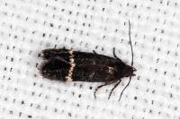 Aproaerema suecicella