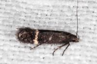 Aproaerema suecicella