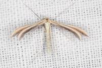 Merrifieldia garrigae