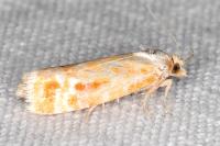 Rhyacionia buoliana