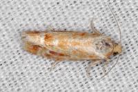 Rhyacionia buoliana