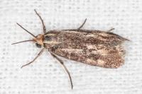 Brachodes funebris