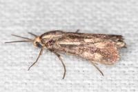 Brachodes funebris