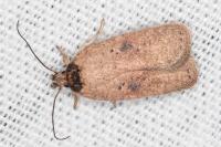Agonopterix subpropinquella