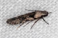 Carpatolechia decorella