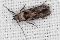 Carpatolechia decorella