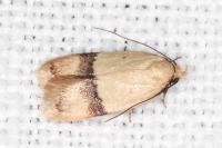 Odites kollarella