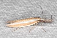 Pleurota aristella