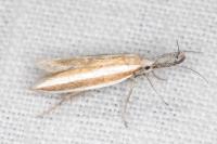 Pleurota aristella