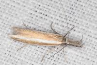 Pleurota aristella
