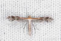 Stangeia siceliota