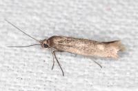 Scythris
