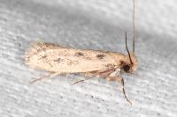 Anomalotinea liguriella