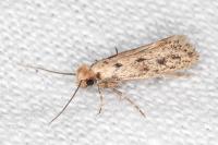 Anomalotinea liguriella