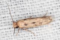 Anomalotinea liguriella