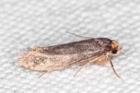 Cephimallota crassiflavella