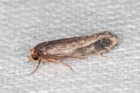 Cephimallota crassiflavella